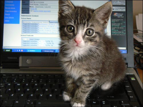 Telecommuting Kitten - Flickr user dougwoods - CC